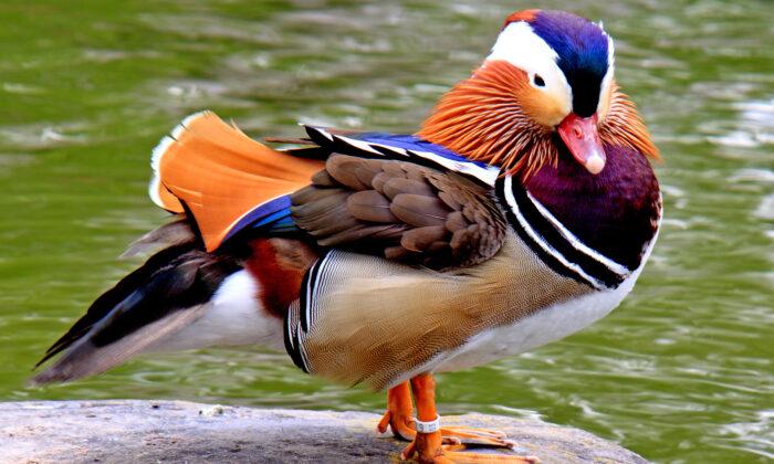 ‘The Most Beautiful Duck in the World': Mandarin Duck Sighted Again in Western Canada Lake