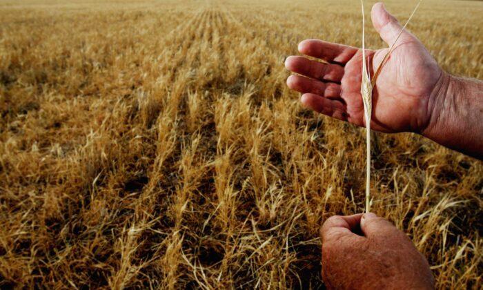 Beijing Backs Down, Ends Punitive COVID-Era Tariffs on Australian Barley