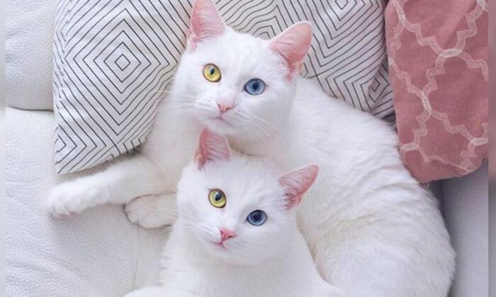Cat Twin Sisters With Rare Eye Condition Have 2 Different-Color Eyes, Garner Fame on Instagram