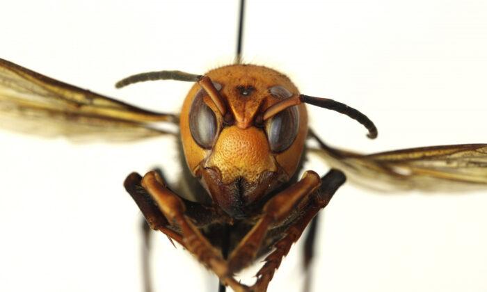 Third Asian Giant ‘Murder’ Hornet Found in Washington State