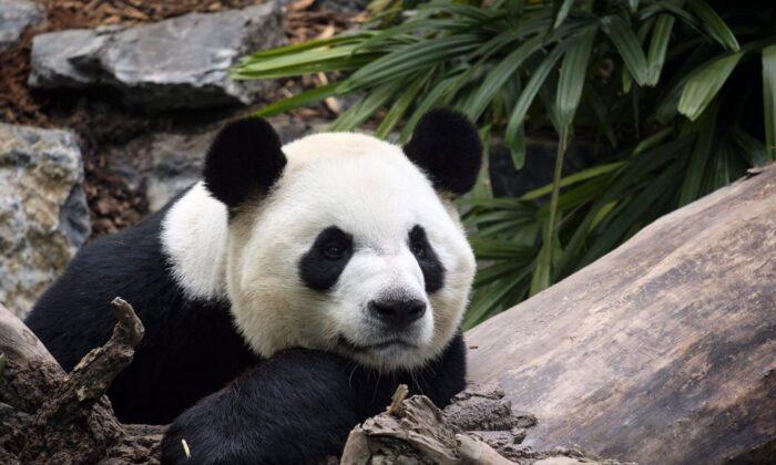 Bye Bye Bears: Calgary Zoo Returning Pandas to China Due to Bamboo Barriers