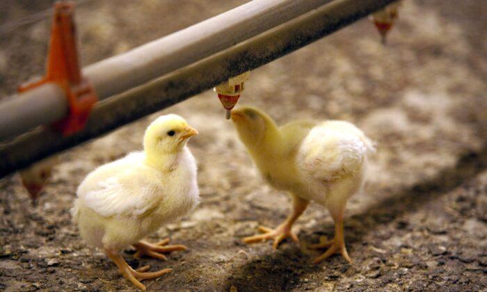 Chicks Spark Salmonella Outbreak in Qld