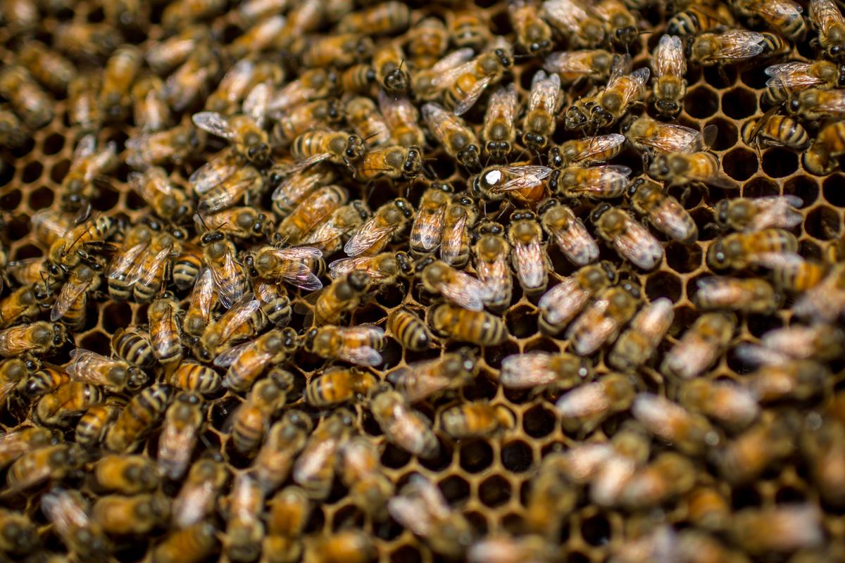 Bees are seen on a frame at the rooftop bee hives of the Ginza Honey Bee Project on June 17, 2014 in Tokyo, Japan. (Chris McGrath/Getty Images)