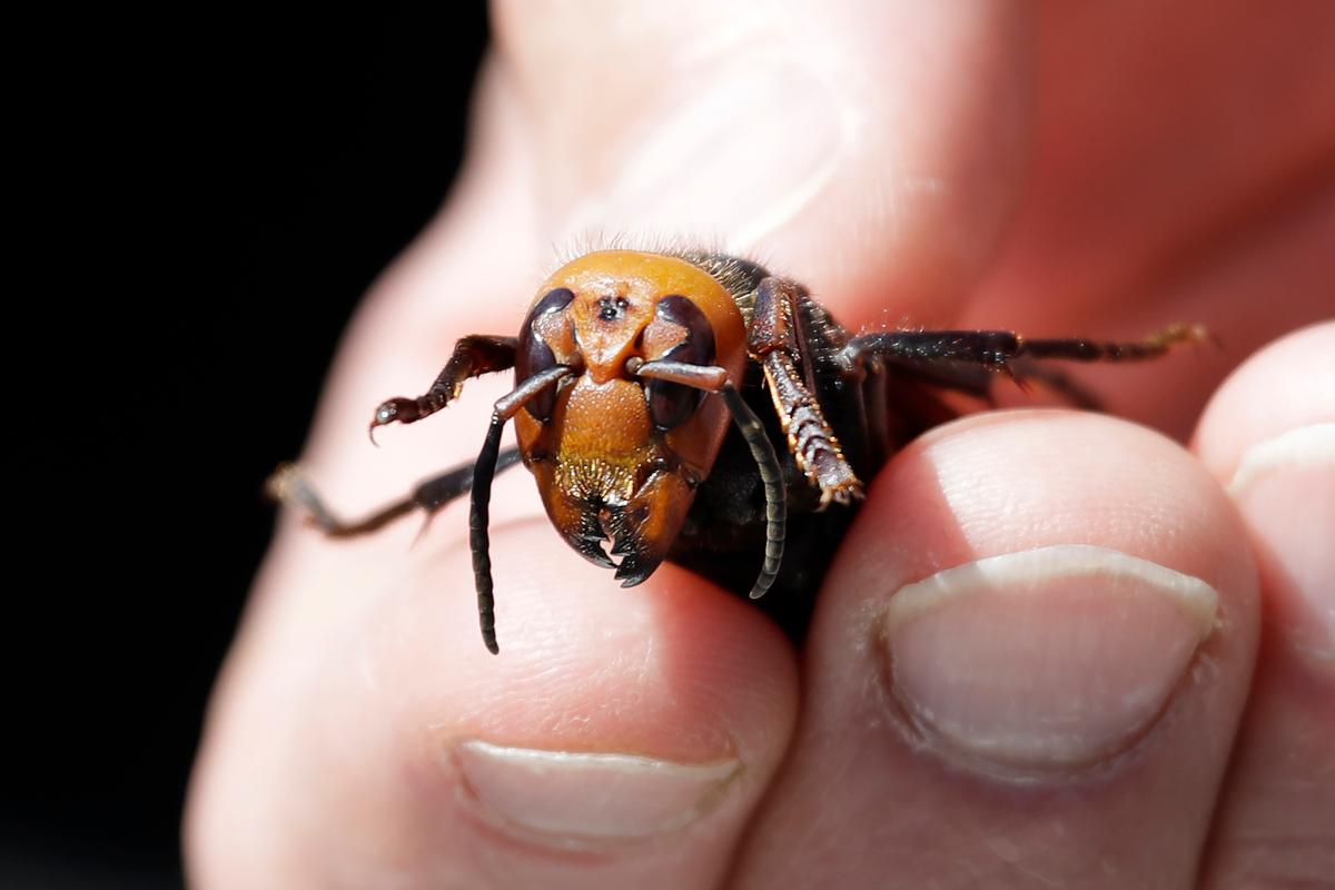 Washington State Department of Agriculture entomologist Chris Looney displays a dead Asian giant hornet, a sample sent from Japan and brought in for research, on May 7, 2020, in Blaine, Washington. (ELAINE THOMPSON/POOL/AFP via Getty Images)