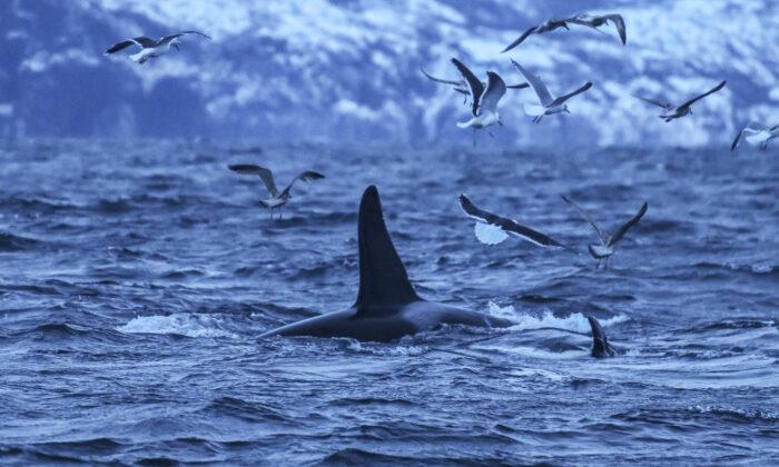Canadian-Based Scientist Finds Type D Killer Whales, the ‘Rarest Marine Mammal’