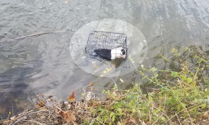 Man Spots Caged Abandoned Dog in a Frigid Lake, Leaps In to Rescue Her, Gives Her New Home