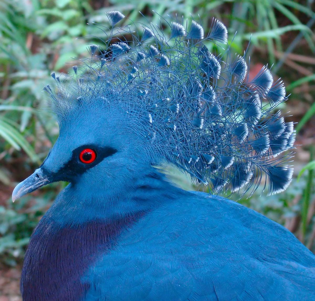 (<a href="https://commons.wikimedia.org/wiki/File:Victoria_Crowned_Pigeon_Jurong.jpg">Bjørn Christian Tørrissen</a>/CC BY-SA 3.0)