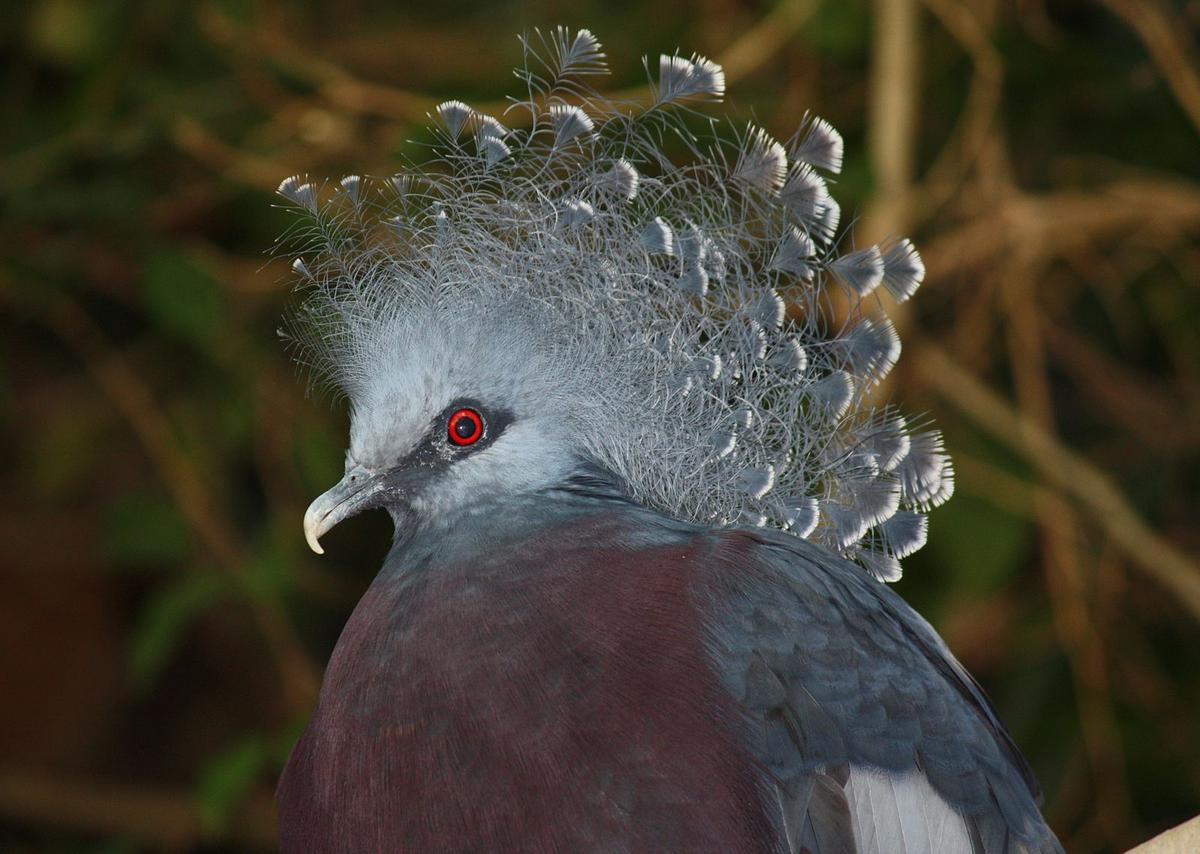 (<a href="https://en.wikipedia.org/wiki/File:Victoria_Crowned_Pigeon_058.jpg">Ltshears</a>/CC BY-SA 3.0)