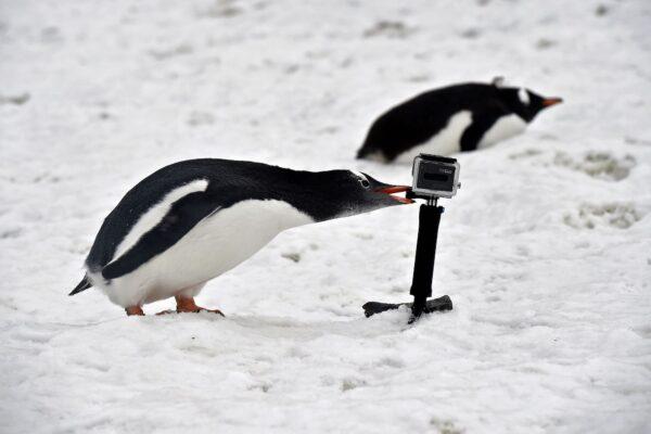 A Gentoo pinguin bites a gopro camera in Orne Harbour, Antarctic, on March 05, 2016. (Eitan Abramovich/AFP via Getty Images)