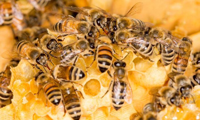 Japanese Honeybees Deploy Swarm and ‘Roast’ Attack to Kill ‘Murder Hornets’ by Raising Body Temperature