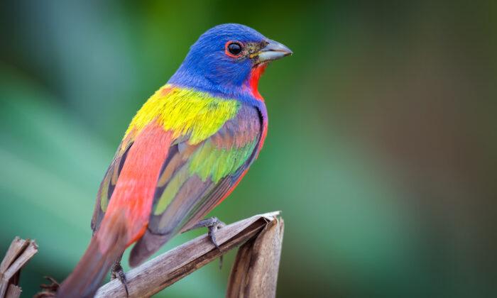 The ‘Painted Bunting’ Bird Is a Spectacular Work of Art by Nature, but Why Are They Dwindling?