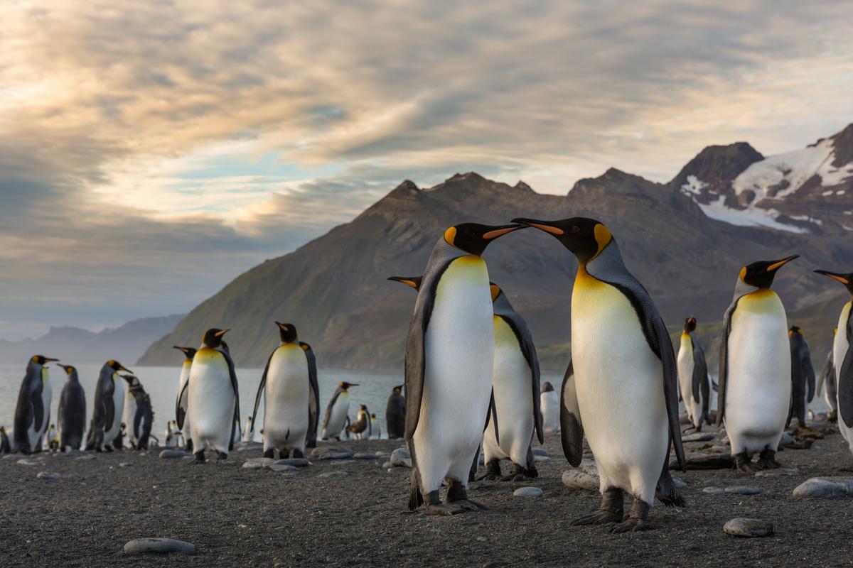 South Georgia Island. (Courtesy Adeline Heymann Photography)