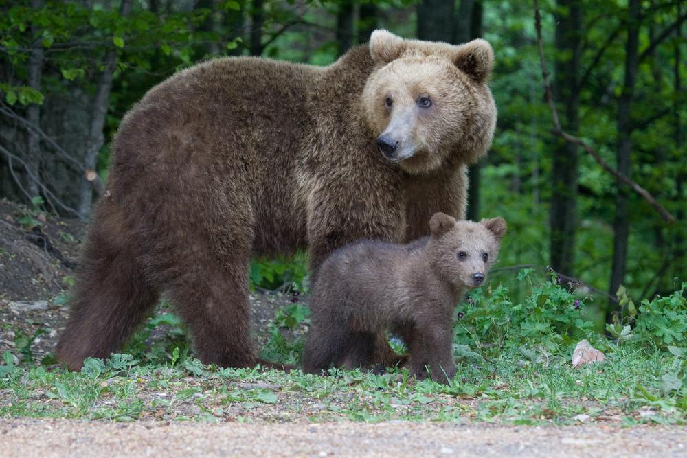 Bears near Sinaia. (MihaiDancaescu/Shutterstock)