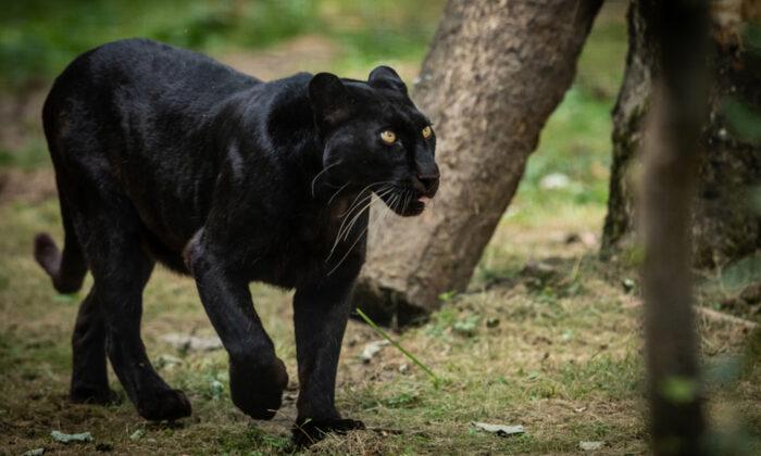Netizens Excited by Photo of Elusive Black Panther Captured in an Indian Sanctuary