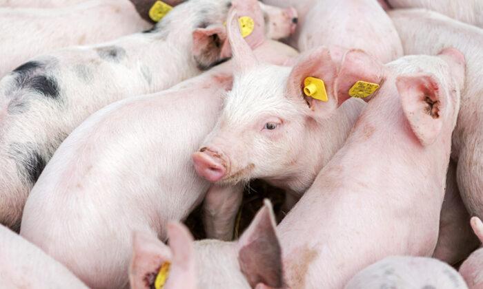 US Hog Farmers Face Euthanizing Millions of Pigs As Meat Plants Remain Non-Operational