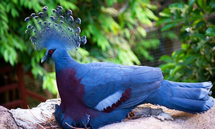 The Victoria Crowned Pigeon Is the Largest, Most Beautiful Pigeon in the World
