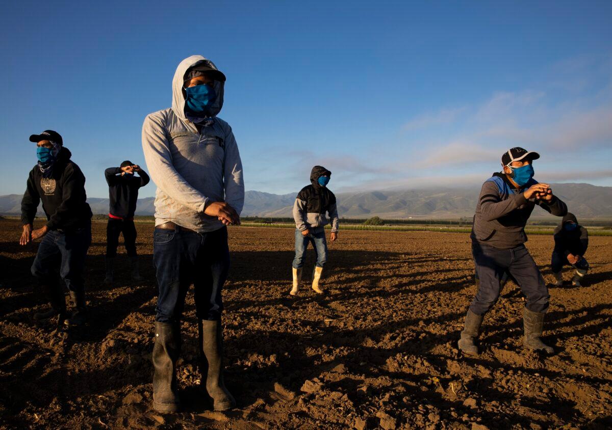 Farm laborers with Fresh Harvest arrive in the early morning to begin harvesting in Greenfield, Calif., on April 28, 2020. (Brent Stirton/Getty Images)