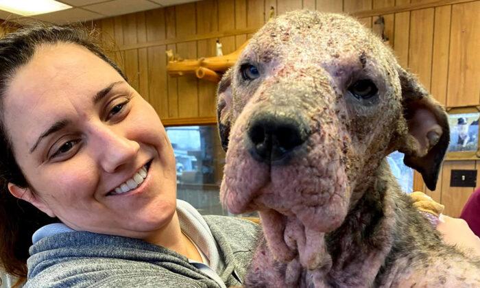 Abandoned Dog That Was Sick and Mange-Ridden Nursed Back to Health, Is Now Unrecognizable