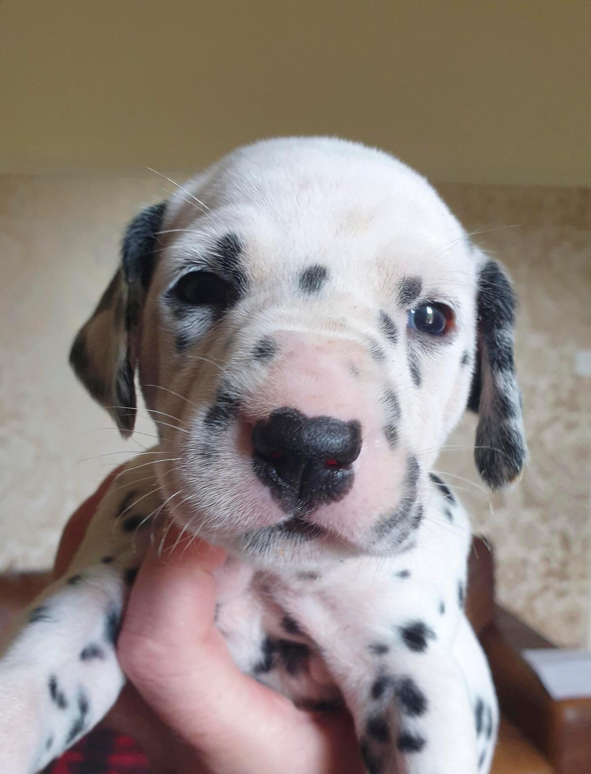 A dalmatian puppy from Nellie's litter. (Caters News)
