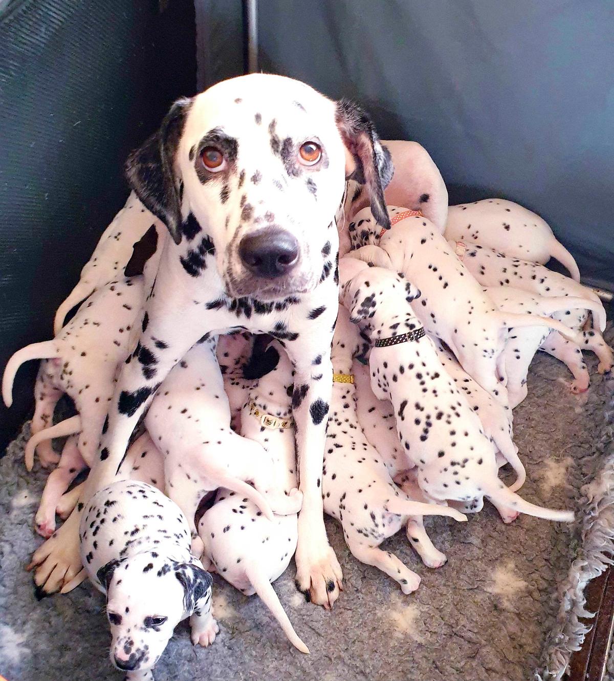 Nellie with her litter of 18 puppies. (Caters News)