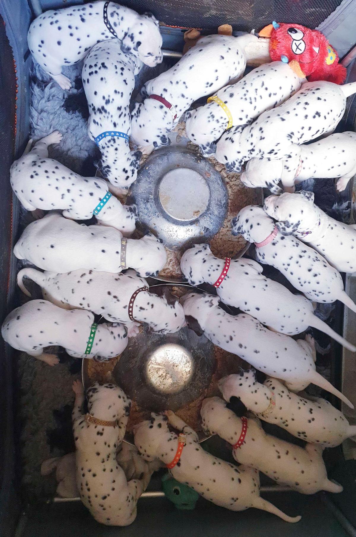 Nellie's litter of dalmatian puppies. (Caters News)