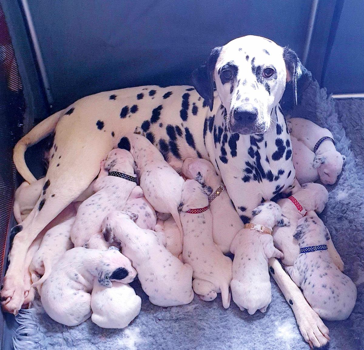 Nellie with her litter of puppies. (Caters News)