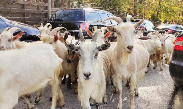 200 Goats Escape Hillside, Roam Wild in California Neighborhood Amid Lockdown