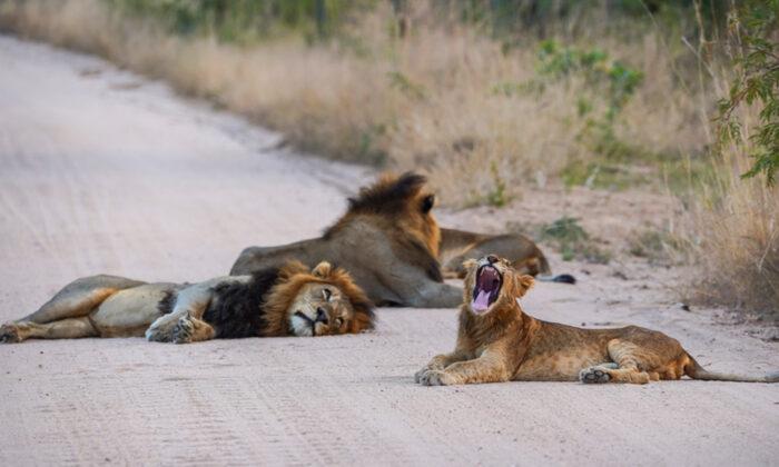 Lions Take Advantage of COVID Safari Closures to Take ‘Cat’ Nap in Middle of the Road at Kruger National Park