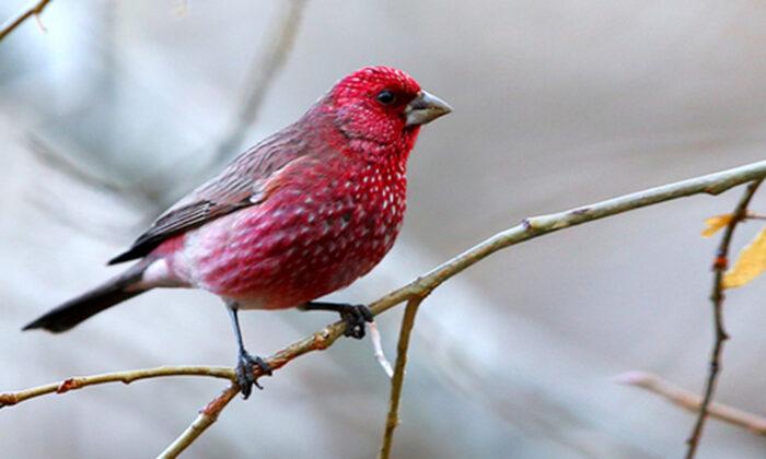 Exotic Rosefinches: Can You Tell These Different Pink-Colored Birds Apart?