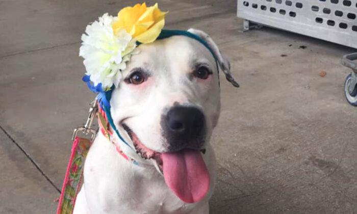 From Bait Dog to ‘Disney Princess’: How a Bonnet-Wearing Canine Became the Face of Hope