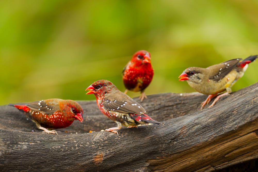 (kajornyot wildlife photography/Shutterstock)