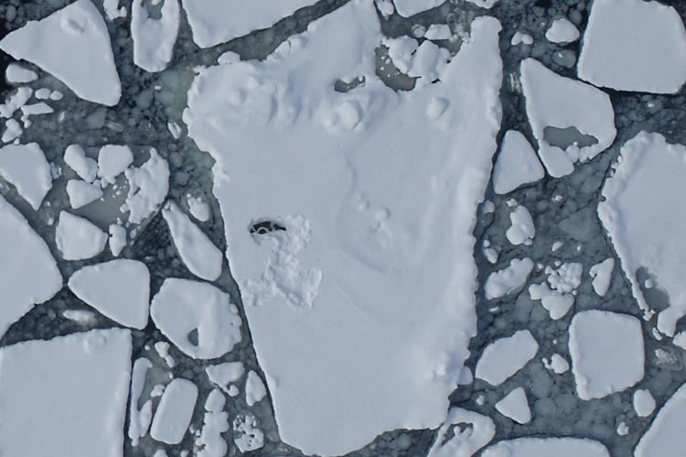 NOAA Fisheries researchers use high-resolution digital cameras and thermal sensors to spot the ribbon seals on the ice during a joint U.S.-Russia ice-seal census. (<a href="https://www.fisheries.noaa.gov/species/ribbon-seal#science">NOAA Fisheries</a>)