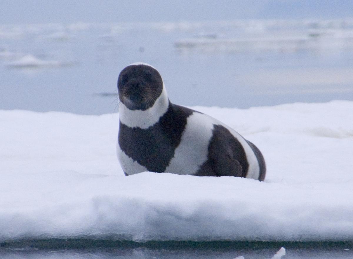 Rare adult male ribbon seal. Russia, Ozernoy Gulf. (<a href="https://commons.wikimedia.org/wiki/File:Male_Ribbon_Sea_Ozernoy_Gulf_Russia.jpg">Michael Cameron, NOAA/NMFS/AKFSC/NMML</a>/CC BY 2.0)