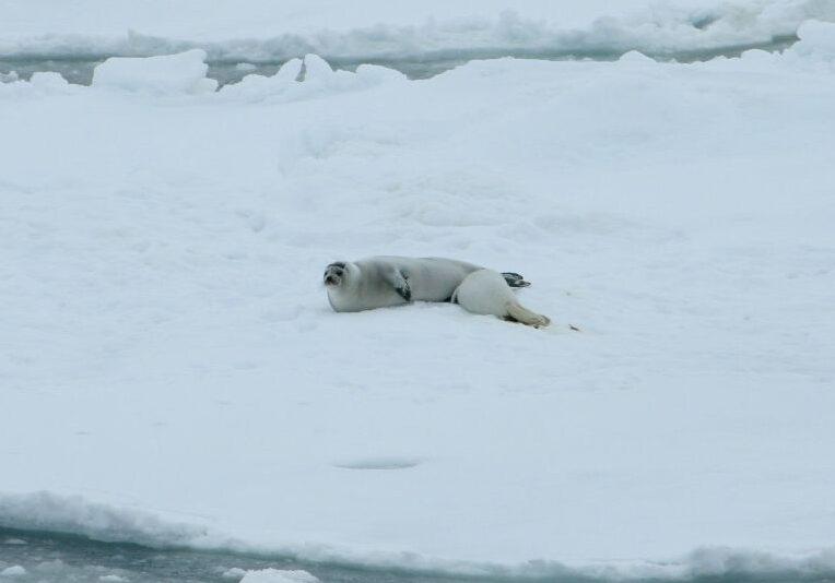 A mother ribbon seal nurses her pup on the ice pack. (<a href="https://photolib.noaa.gov/Collections/NOAAs-Ark/Seals-Sea-Lions/emodule/724/eitem/30085">Elizabeth Labunski/USFWS and NOAA/OER/Hidden Ocean</a>)
