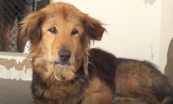15-Year-Old Family Dog Dropped Off at Shelter Because Family ‘Had No Time for Her’ Anymore