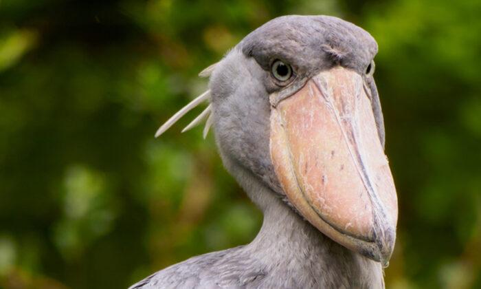 ‘The Most Terrifying Bird in the World’: Shoebill Stork Stands Up to 5ft Tall, Hunts Like a Boss