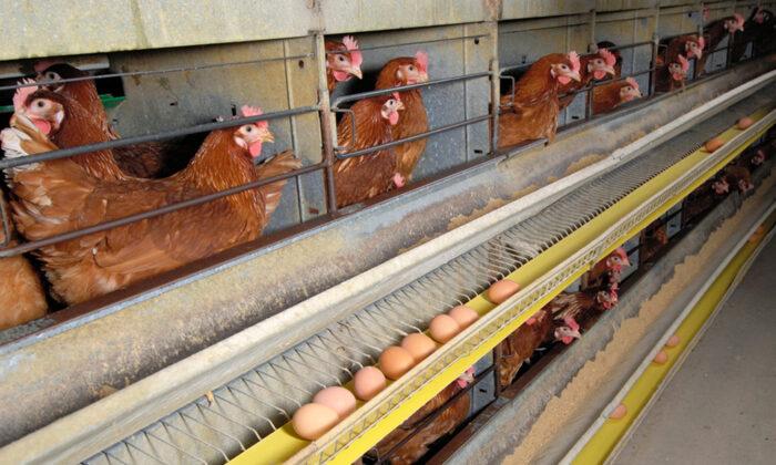 Farmer Unable to Sell Eggs Faced With Euthanizing Flock of 80,000 Hens–Until Local Woman Steps In