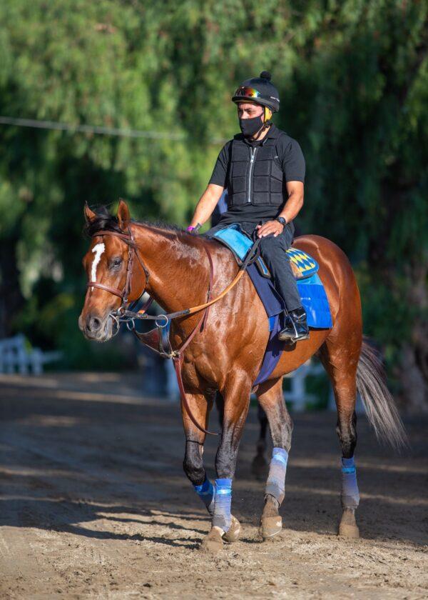 The horse Maximum Security, who is trained by Bob Baffert, at the Santa Anita Park in Arcadia, Calif. (Courtesy of Zoe Metz/Santa Anita Park)