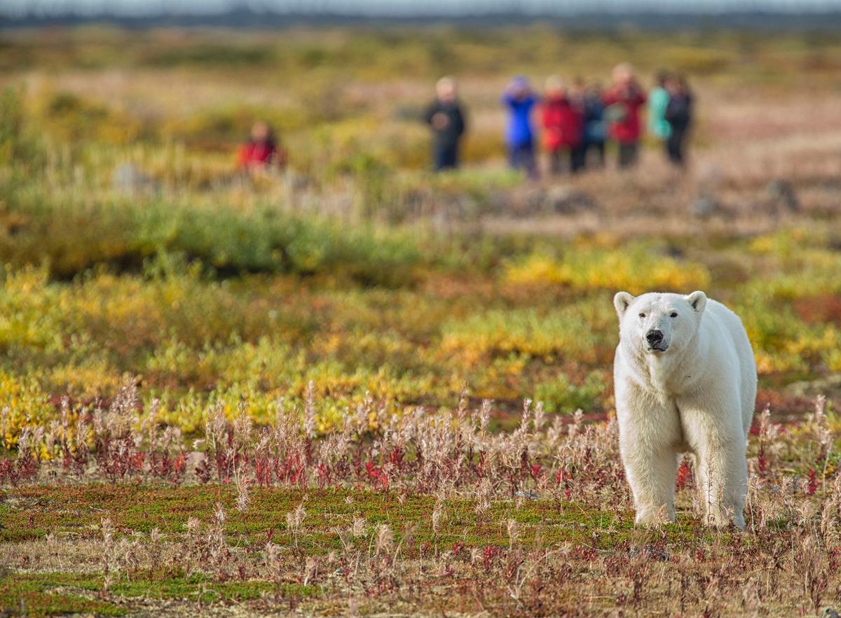 Churchill, Canada, is located on polar bears' migration route. (Robert Postma/Churchill Wild)