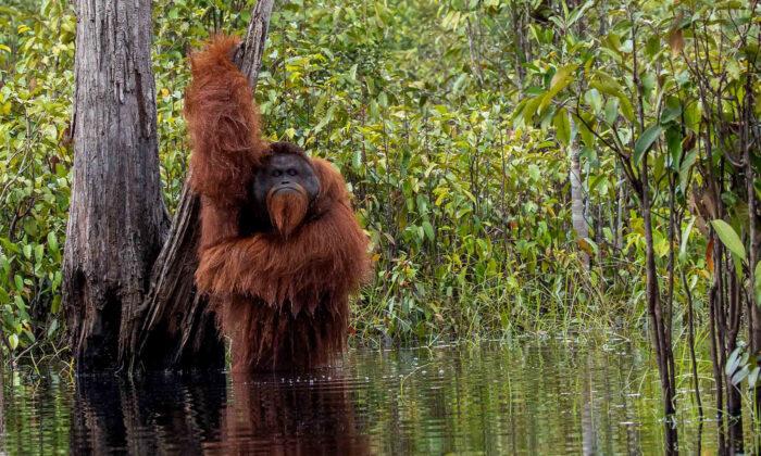 Photographer Snaps Rare & Hilarious Picture of Orangutan Taking a Bath in a River in Indonesia