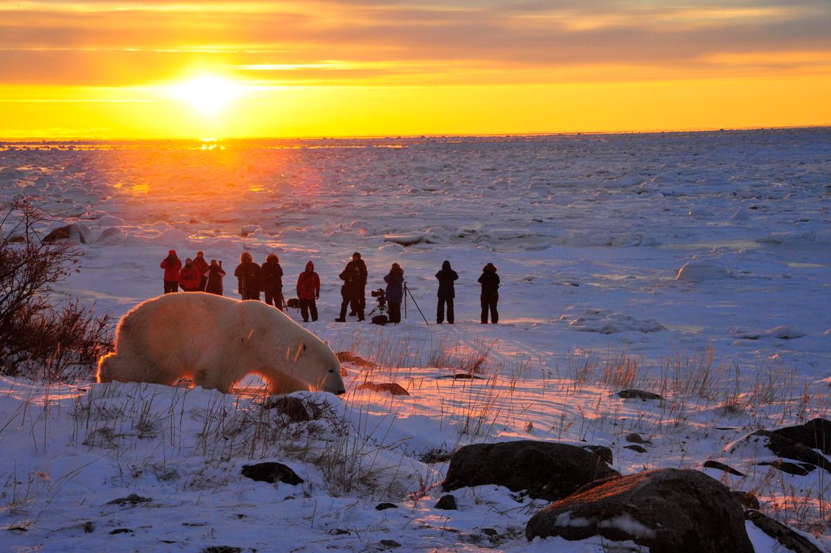 Churchill, Canada, is known as the “polar bear capital of the world. (Courtesy of Ian Johnson/Churchill Wild)