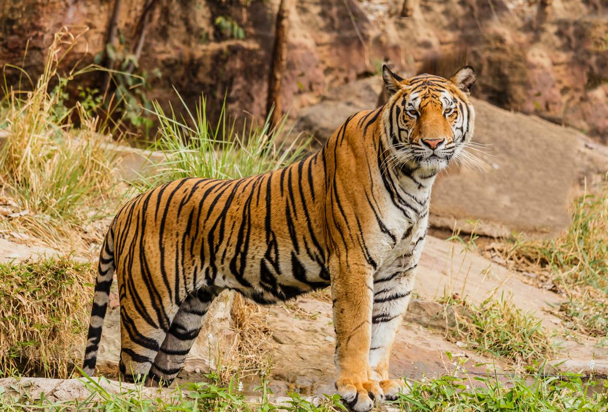 According to experts, there may be as few as 3,500 tigers left in the wild. (AG/Unsplash)