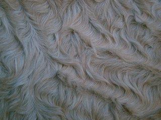 A close-up shot of a Curly horse's coat. (<a href="https://commons.wikimedia.org/wiki/File:Curly_horse_closeup.jpg">Penella22</a>/CC BY 3.0)