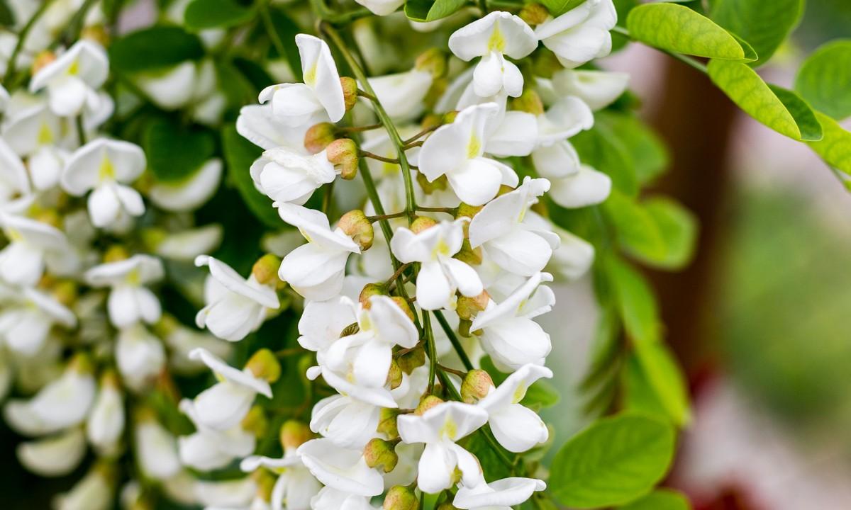 Black locust flowers are easy to spot: dangling clusters of creamy white, butterfly-shaped flowers, smelling intensely of honey. (Photo by Giulia Scarpaleggia)