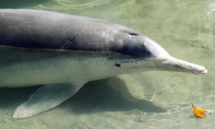Wild Humpback Dolphin Brings Gifts of Coral From Ocean Floor to Visitors in Australia