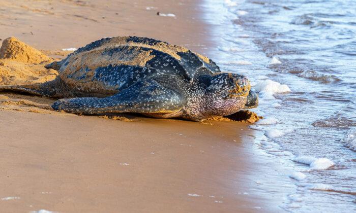 Leatherback Sea Turtles Nesting & Laying Eggs on the Rise With COVID-19 Beach Closures