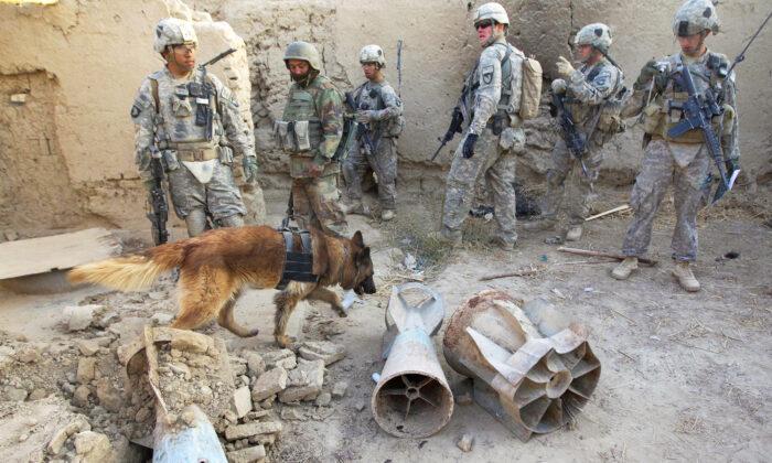 Courageous Military Dog Received Medal of Bravery for Impeccable Record in Marine Combat