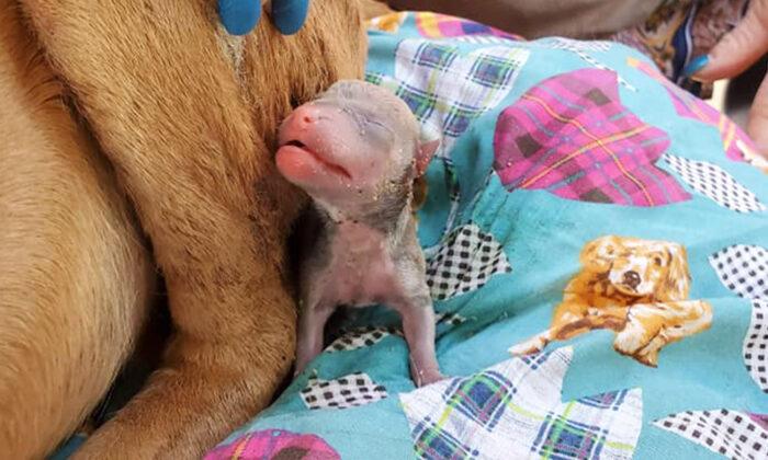 Abused Pregnant Dog Infested With Maggots Dumped on Curb While in Labor, Struggles to Recover