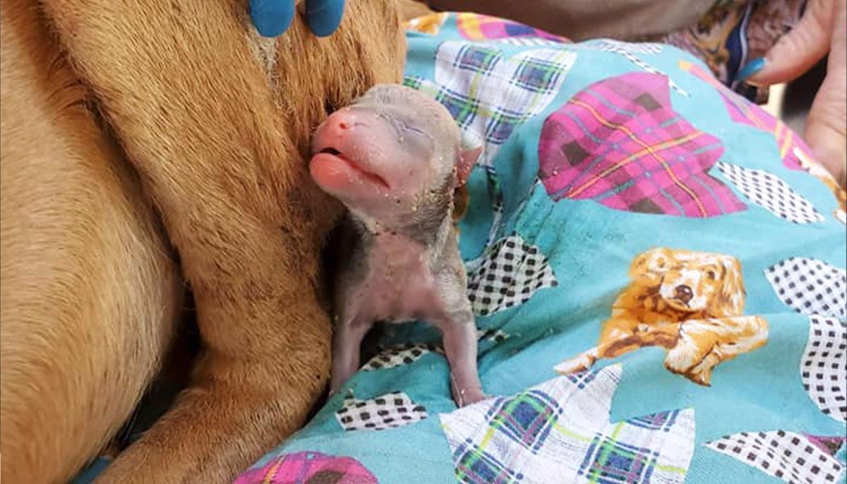 Abused Pregnant Dog Infested With Maggots Dumped on Curb While in Labor, Struggles to Recover