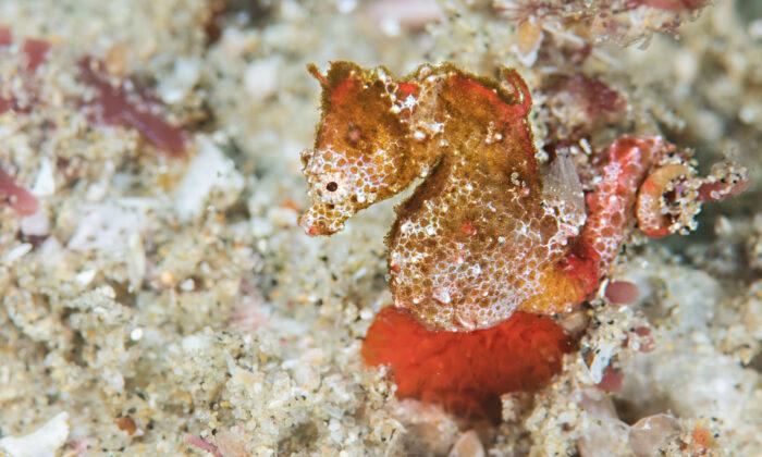 New Species of Pygmy Seahorse About the Size of a Grain of Rice Discovered in Indian Ocean
